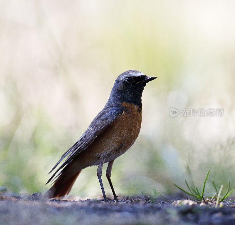 普通红雀(Phoenicurus Phoenicurus)雄性